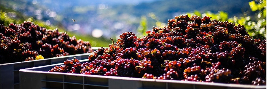 Vente en ligne vins rosés AOP Duché d'Uzès, IGP Cévennes, pays d'Oc